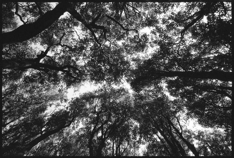 Kapiti Island Tree Canopy #1 - Limited Edition of 54 Photography by ...