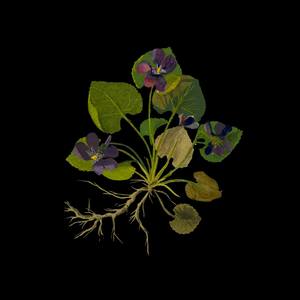 Collection Botanical Paper Mosaics by Mary Delany