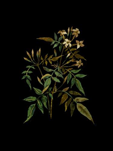 Jasminum Officinale by Mary Delany thumb