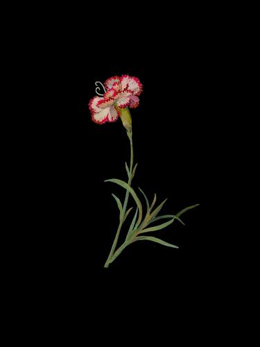 Dianthus Caryophyllus by Mary Delany thumb