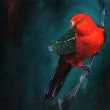 King Parrot. Landscape by mal chambers