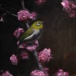 Silvereye on Pink Blossom by mal chambers