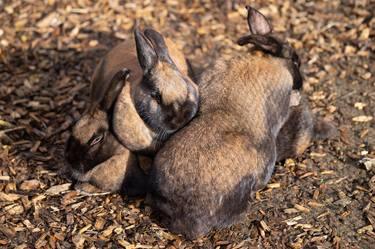 Brown rabbits cuddling together thumb