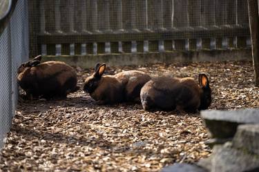 A group of brown rabbits behind a fence thumb