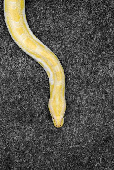 Strength albino snake thumb