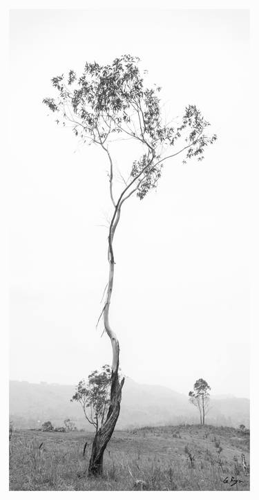 Print of Tree Photography by Gilbert Ryu