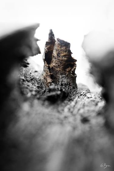 Original Fine Art Tree Photography by Gilbert Ryu