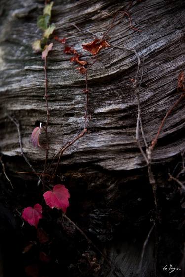 Red leaf (Subtitle : Autumn) - Limited Edition 2 of 5 thumb