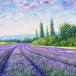 Lavender fields by Eduard Zhaldak