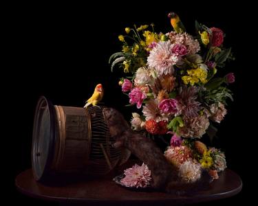 Original Contemporary Still Life Photography by Heather Allison