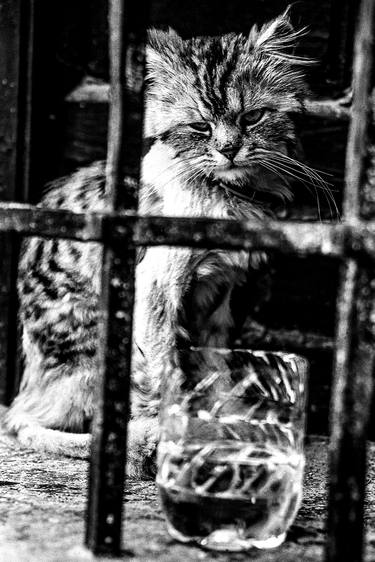 Print of Cats Photography by Konstantin Donin