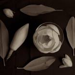 Collection Still Lifes