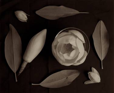 Original Still Life Photography by David N Hyman