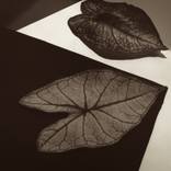 Collection Still Lifes