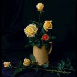 Collection Still Lifes