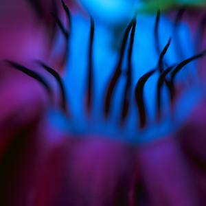 Springtime Allure - Limited Edition 1 of 25