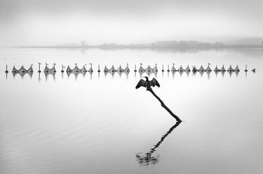 Cormorant at Kerkini Lake thumb