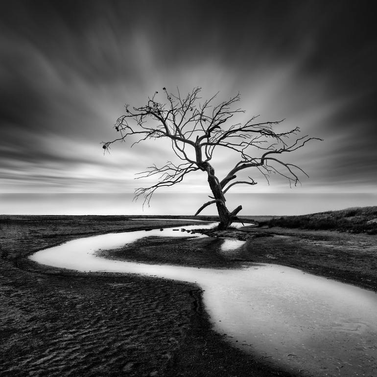 The Crying Tree Photography by George Digalakis | Saatchi Art Canada