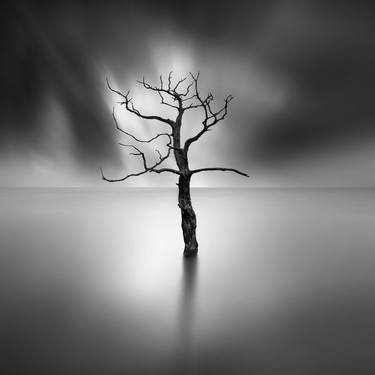 Print of Minimalism Tree Photography by George Digalakis