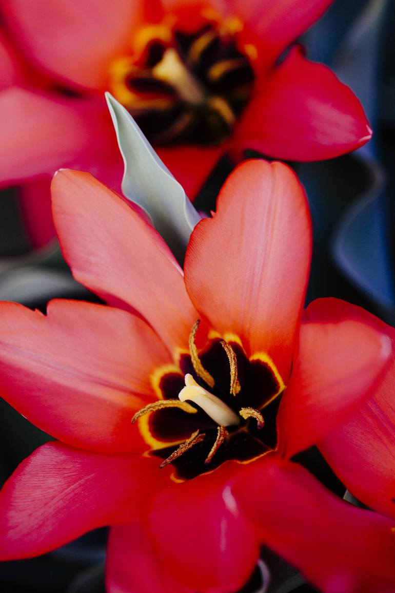 Meli Biro Tulips Saatchi Art