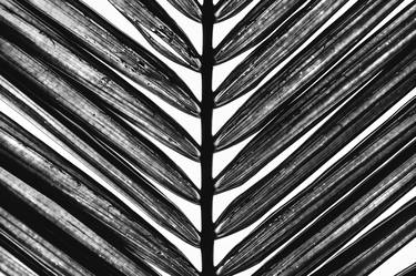 Palm Leaves II, "Brushstrokes Series" - Limited Edition of 30 thumb