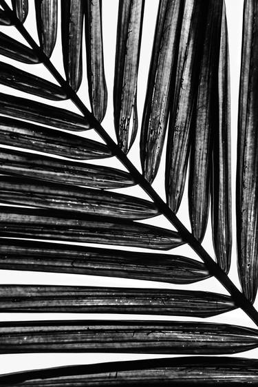 Palm Leaves III, "Brushstrokes Series" - Limited Edition of 25 thumb