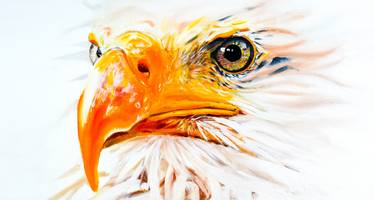 Saatchi Art Artist Cory Carlin; Paintings, “Free Bird” #art