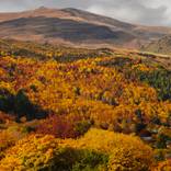 Autumn in Arrowtown - Limited Edition 1 of 25 by Kate Woodman