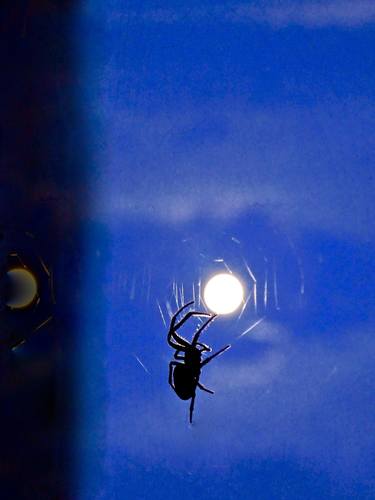 Spider Catches the Moon thumb