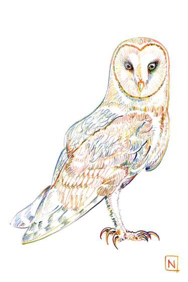 Barn Owl Polychrome Drawing thumb