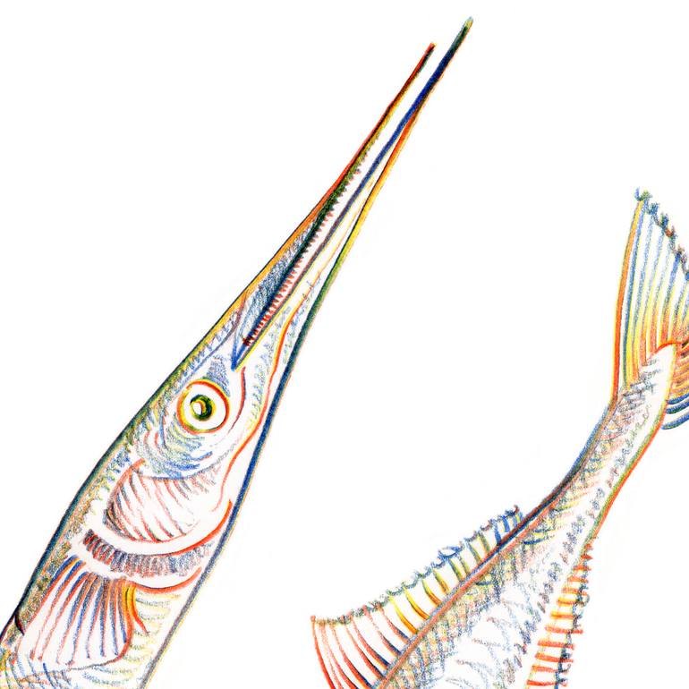 Polychrome Drawing Needle Fish Polychrome Drawing Drawing by Nicholas Papadakis | Saatchi Art