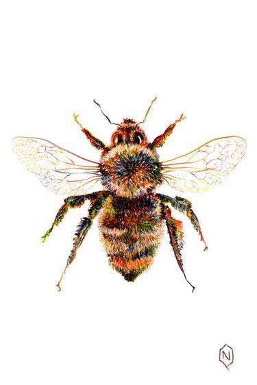 Bumble Bee Polychrome Drawing thumb