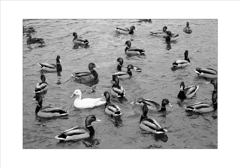 Original Photorealism Animal Photography by Luca Brogi
