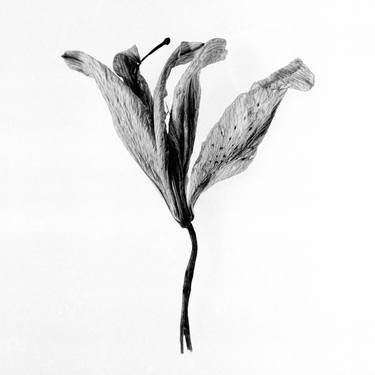 Flower on paper - Limited Edition of 1 thumb