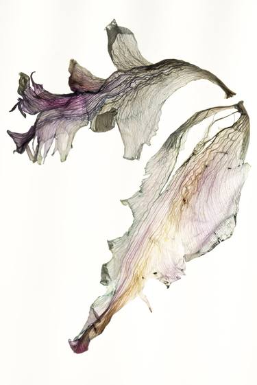 Original Abstract Floral Photography by Irina Deffland