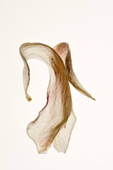 Print of Conceptual Floral Photography by Irina Deffland