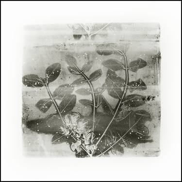 Print of Botanic Printmaking by Maria Utorova