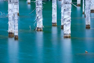 Beautiful trees rise above the water’s surface from the bottom of the lake. thumb