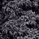 Juniper Lace by Andrii Maikovskyi