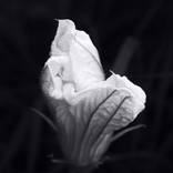 Delicate Tenderness by Andrii Maikovskyi