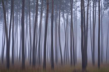 Print of Impressionism Tree Photography by Andrii Maikovskyi