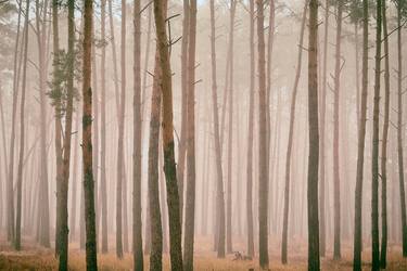 Print of Impressionism Tree Photography by Andrii Maikovskyi