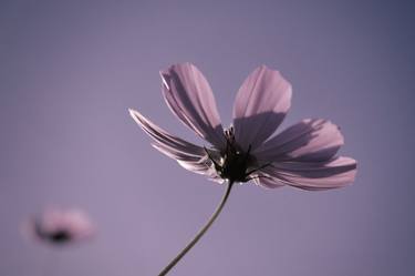 Print of Surrealism Botanic Photography by Andrii Maikovskyi