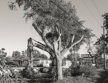 Tree and crane thumb