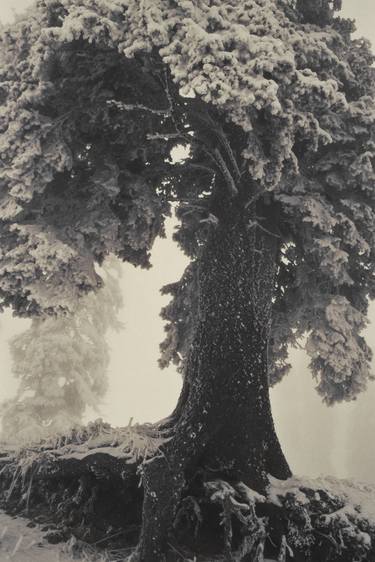 Print of Tree Photography by Jacobien de Korte
