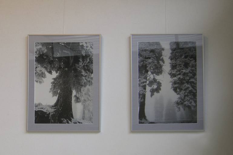 Original Tree Photography by Jacobien de Korte
