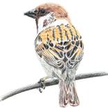 Tree sparrow by Elvira Ruban