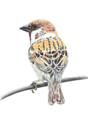 Tree sparrow thumb