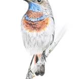 Bluethroat bird portrait by Elvira Ruban
