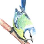 Blue tit on a branch by Elvira Ruban